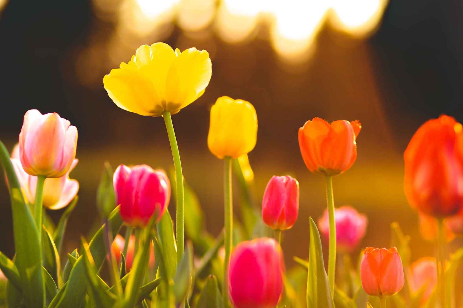 Het ontwaken van de lente: tulpen en narcissen