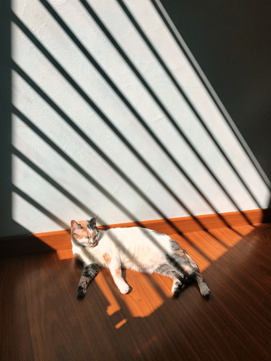 een kat op de grond
